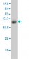 GHRL Antibody (monoclonal) (M01)