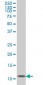 GHRL Antibody (monoclonal) (M01)