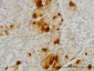 GHRL Antibody (monoclonal) (M09)