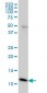 GHRL Antibody (monoclonal) (M09)