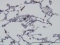 GIT2 Antibody (monoclonal) (M01)