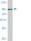 GIT2 Antibody (monoclonal) (M01)
