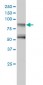 GIT2 Antibody (monoclonal) (M01)