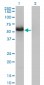GIT2 Antibody (monoclonal) (M01)