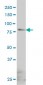 GLB1 Antibody (monoclonal) (M01)