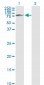 GLB1 Antibody (monoclonal) (M01)