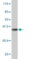 GLI3 Antibody (monoclonal) (M01)