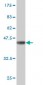 GLI3 Antibody (monoclonal) (M01)