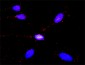 GLI3 Antibody (monoclonal) (M01)