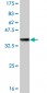 GLRA1 Antibody (monoclonal) (M01)