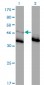 GLRA1 Antibody (monoclonal) (M01)