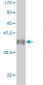 GLS Antibody (monoclonal) (M01)