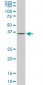 GLUL Antibody (monoclonal) (M02)