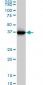 GLUL Antibody (monoclonal) (M02)