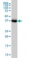 GLUL Antibody (monoclonal) (M02)