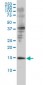 GMFB Antibody (monoclonal) (M01)