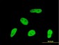 GMNN Antibody (monoclonal) (M01)