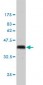 GMNN Antibody (monoclonal) (M01)