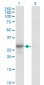 GMNN Antibody (monoclonal) (M01)