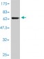 GNA13 Antibody (monoclonal) (M01)