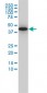 GNA13 Antibody (monoclonal) (M01)