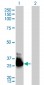 GNA13 Antibody (monoclonal) (M01)