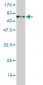 GNAI2 Antibody (monoclonal) (M02)