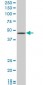 GNAI2 Antibody (monoclonal) (M02)