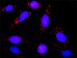 GNAI2 Antibody (monoclonal) (M02)