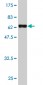 GNAI2 Antibody (monoclonal) (M03)
