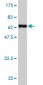 GNAI2 Antibody (monoclonal) (M03)