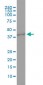 GNB3 Antibody (monoclonal) (M01)