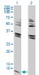 GNG2 Antibody (monoclonal) (M03)