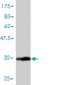 GNG3 Antibody (monoclonal) (M01)