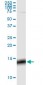 GNG3 Antibody (monoclonal) (M01)