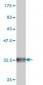 GNRHR2 Antibody (monoclonal) (M01)