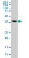 GNRHR2 Antibody (monoclonal) (M01)