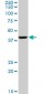 GNRHR2 Antibody (monoclonal) (M01)