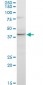 GNRHR2 Antibody (monoclonal) (M01)