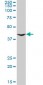 GNRHR2 Antibody (monoclonal) (M01)