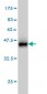 GOLGA1 Antibody (monoclonal) (M01)