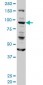 GOLGA1 Antibody (monoclonal) (M01)
