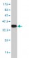 GOLGA5 Antibody (monoclonal) (M01)