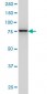 GOLGA5 Antibody (monoclonal) (M01)