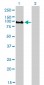 GOLGA5 Antibody (monoclonal) (M01)