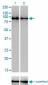 GOLGA5 Antibody (monoclonal) (M01)