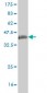 GOLGB1 Antibody (monoclonal) (M01)