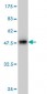 GOLM1 Antibody (monoclonal) (M06)