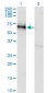 GOLM1 Antibody (monoclonal) (M06)