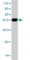 GOLPH4 Antibody (monoclonal) (M01)
